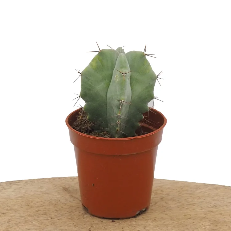 littleshopofhorrors2983498