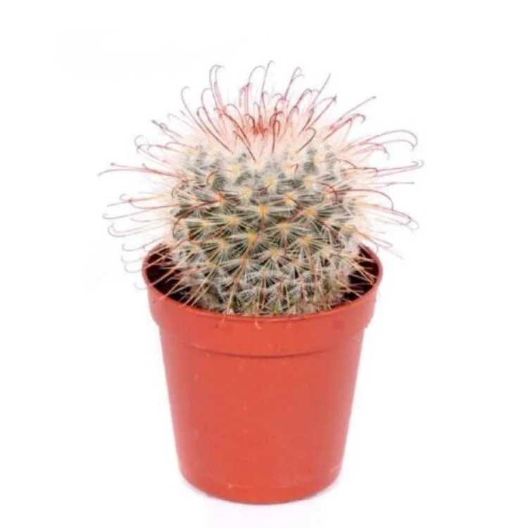 littleshopofhorrors2983614