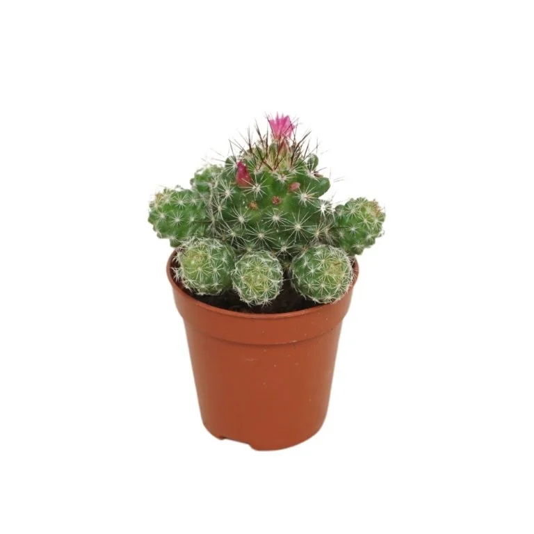 littleshopofhorrors2983738