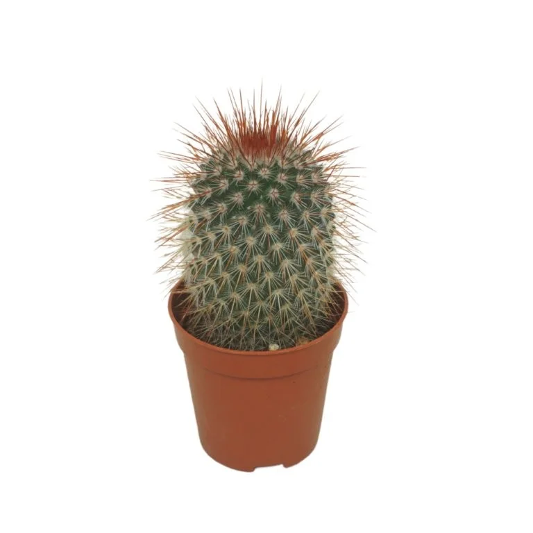 littleshopofhorrors2983870