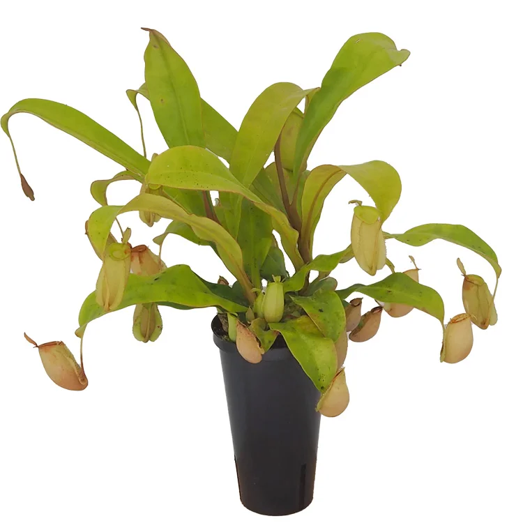 littleshopofhorrors2983905