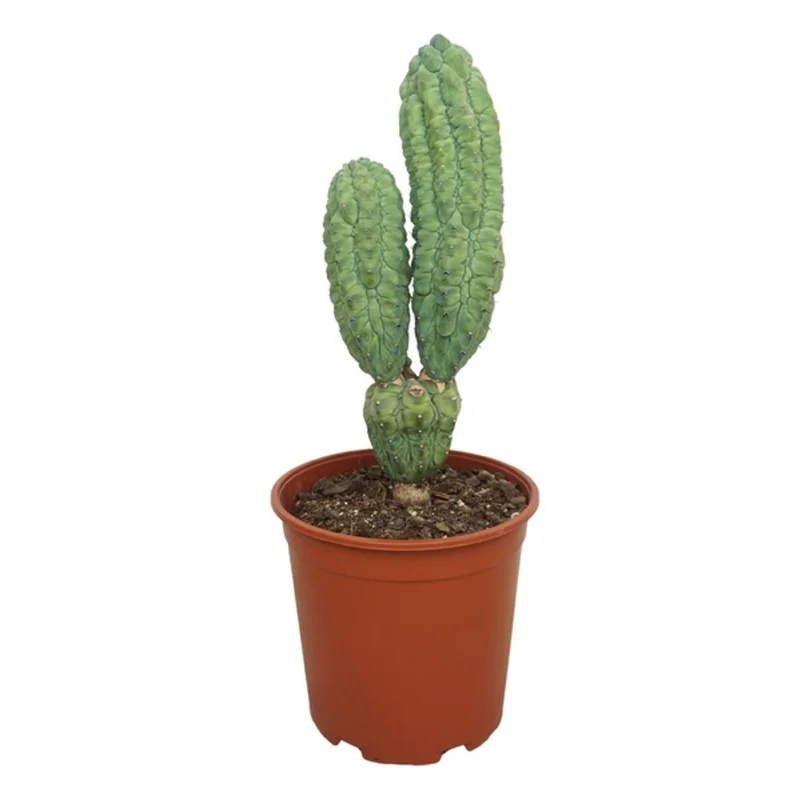 littleshopofhorrors2983956