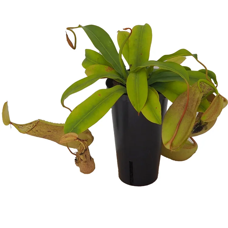 littleshopofhorrors2983993