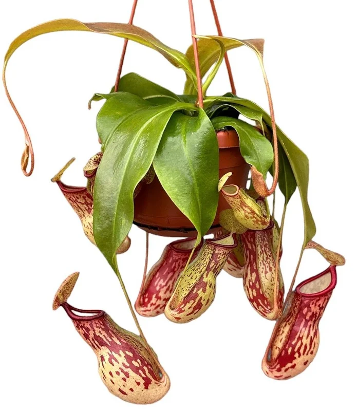 littleshopofhorrors2984034