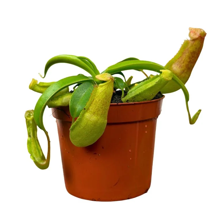 littleshopofhorrors2984238