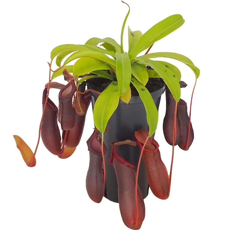 littleshopofhorrors2984282
