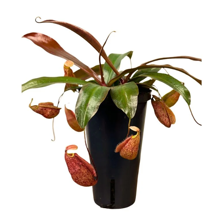 littleshopofhorrors2984336