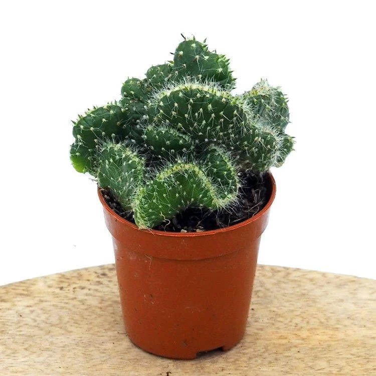 littleshopofhorrors2984380