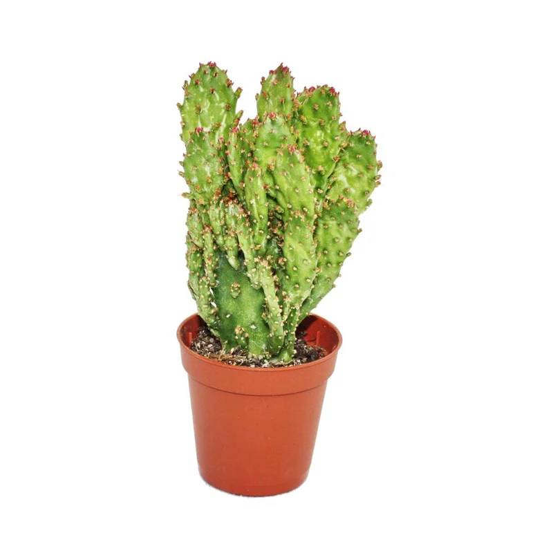 littleshopofhorrors2984518