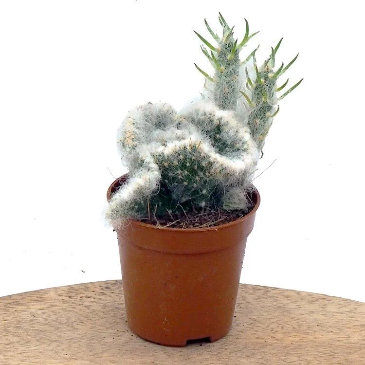 littleshopofhorrors2984643