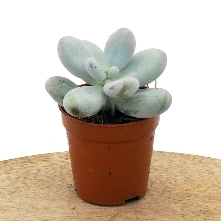 littleshopofhorrors2984695