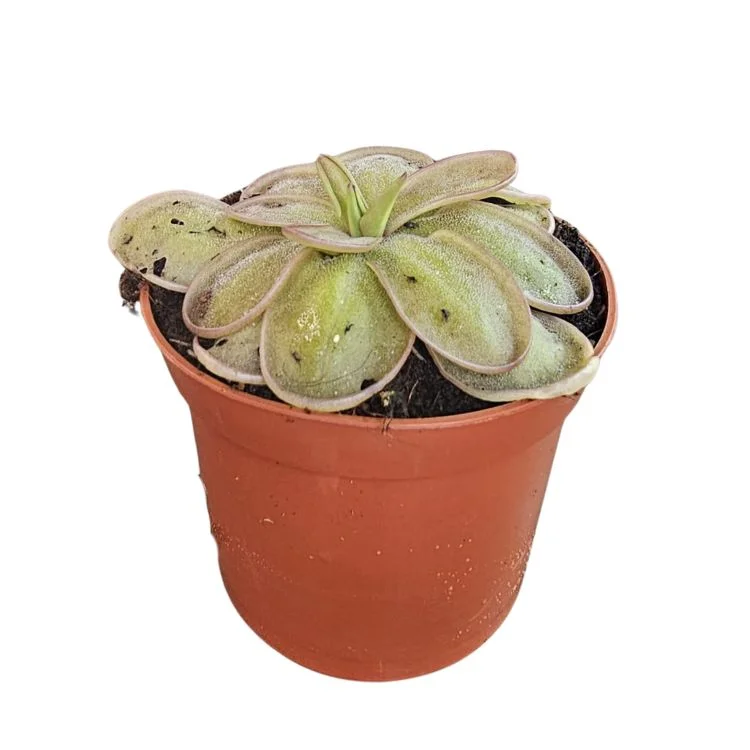 littleshopofhorrors2985070