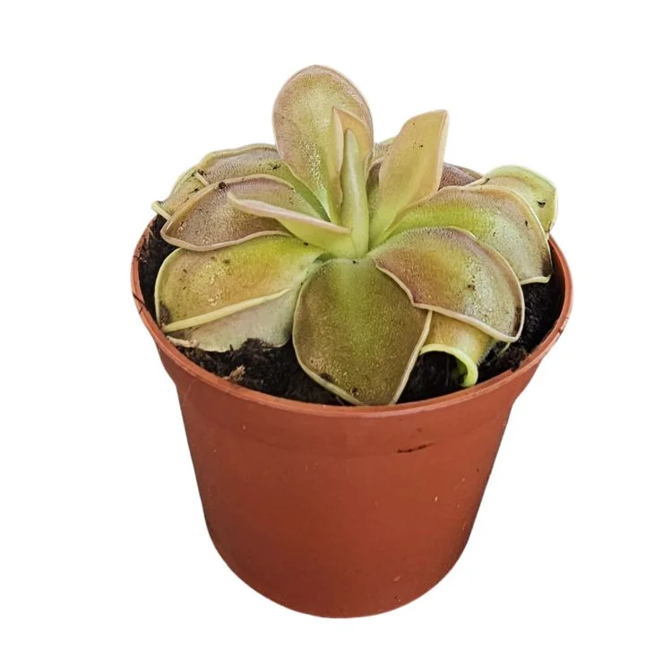 littleshopofhorrors2985144
