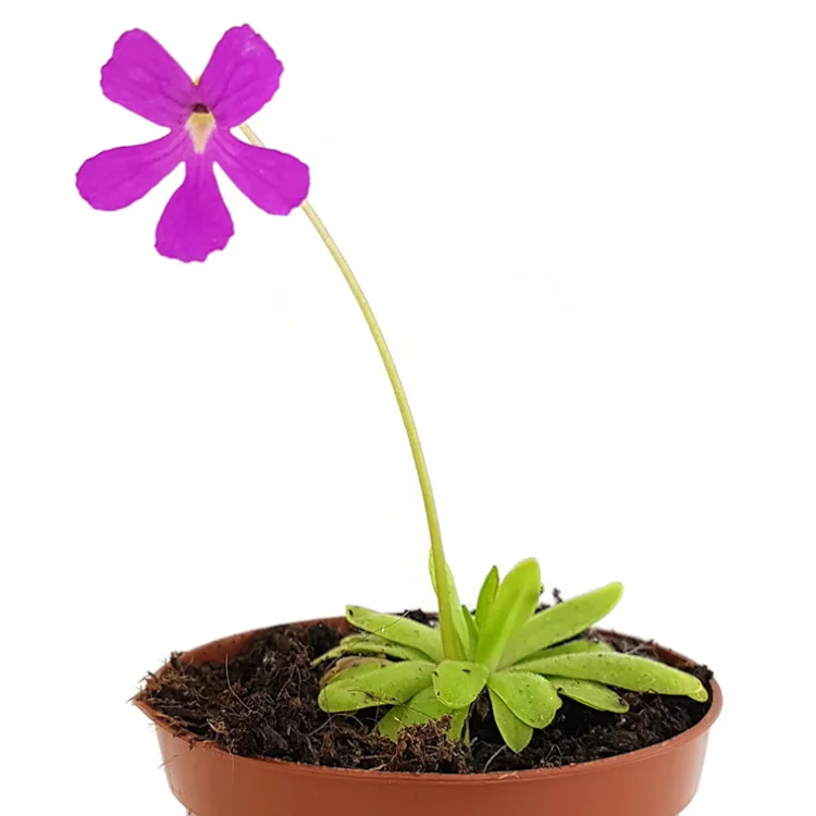 littleshopofhorrors2985181
