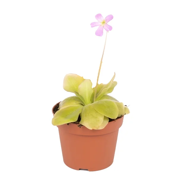 littleshopofhorrors2985220