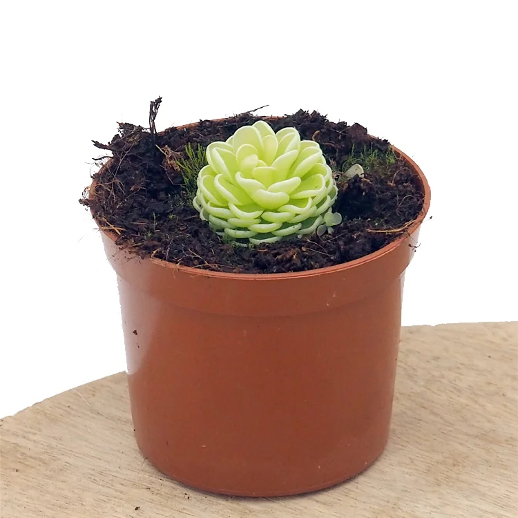 littleshopofhorrors2985259