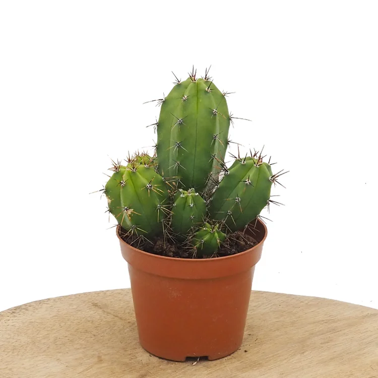 littleshopofhorrors2985384