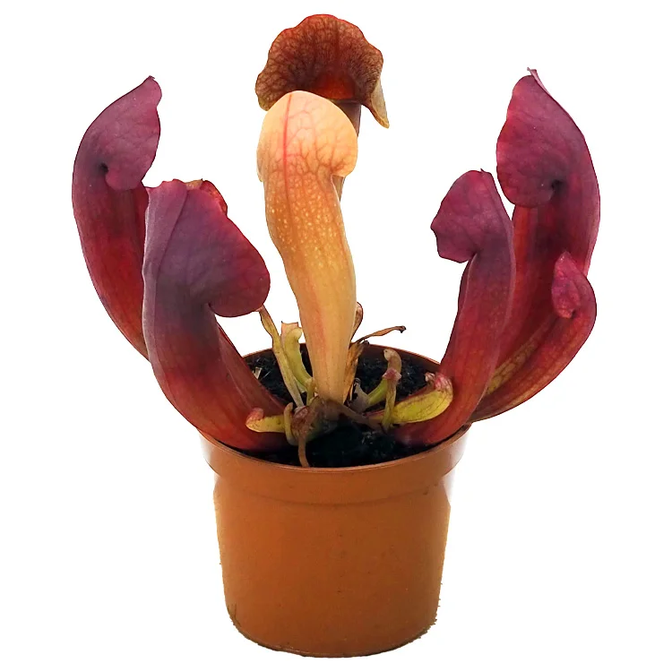 littleshopofhorrors2985856