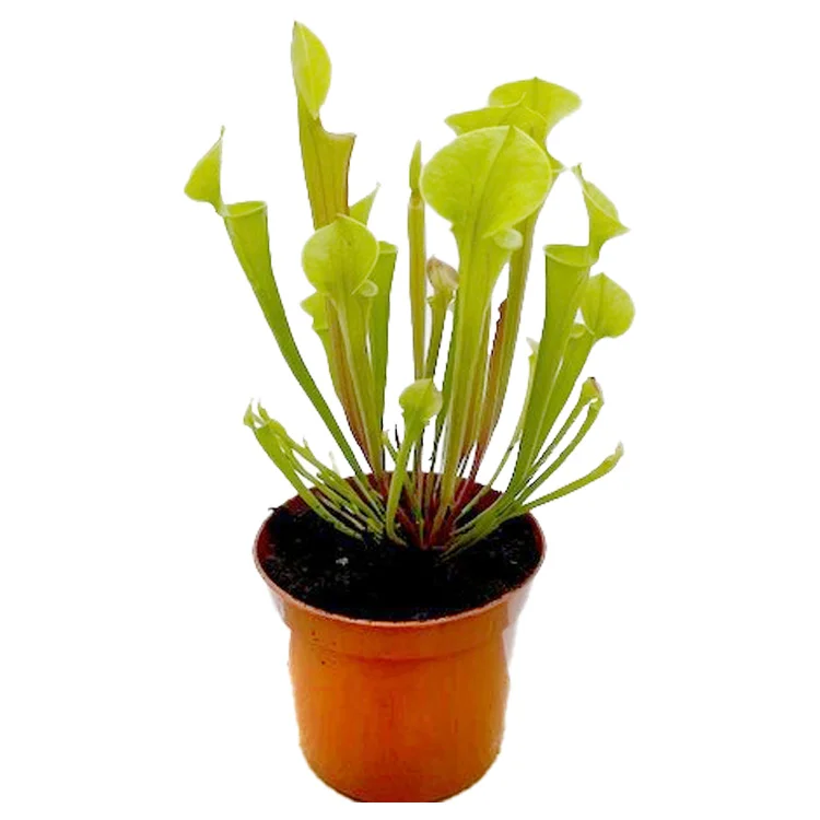 littleshopofhorrors2986301