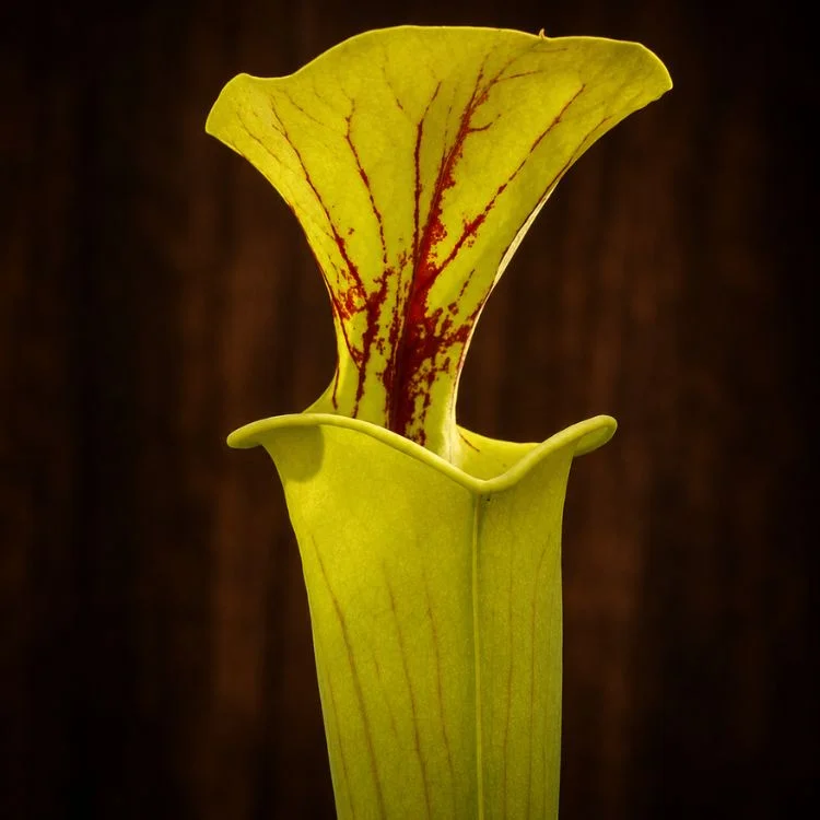 littleshopofhorrors2986430