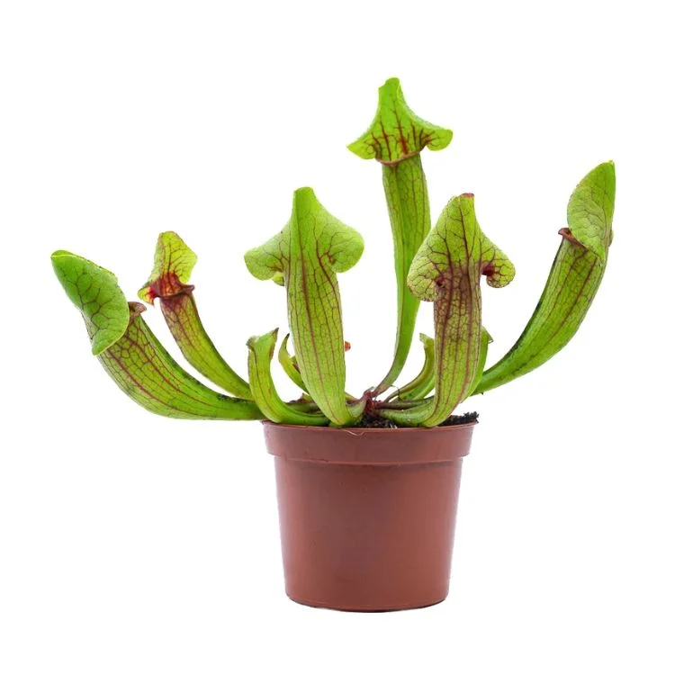 littleshopofhorrors2986555