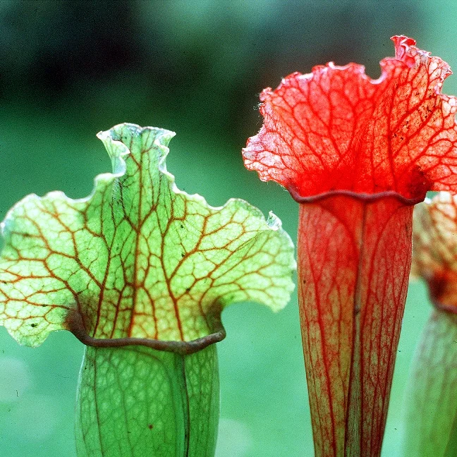 littleshopofhorrors2986987