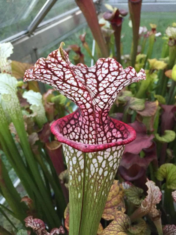 littleshopofhorrors2987066