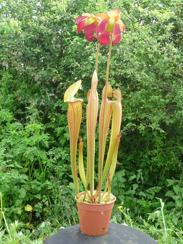 littleshopofhorrors2987150
