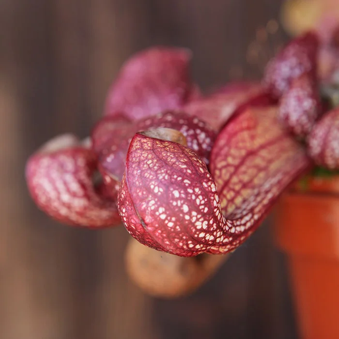 littleshopofhorrors2987242