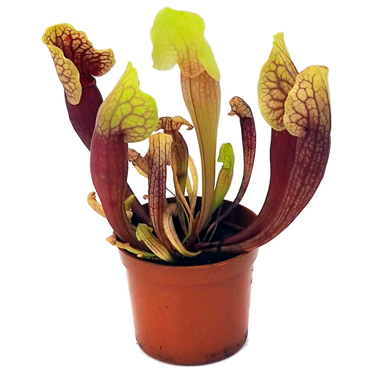 littleshopofhorrors2987452