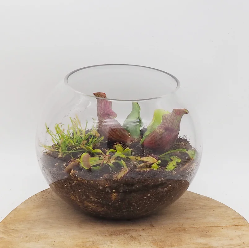littleshopofhorrors2988265