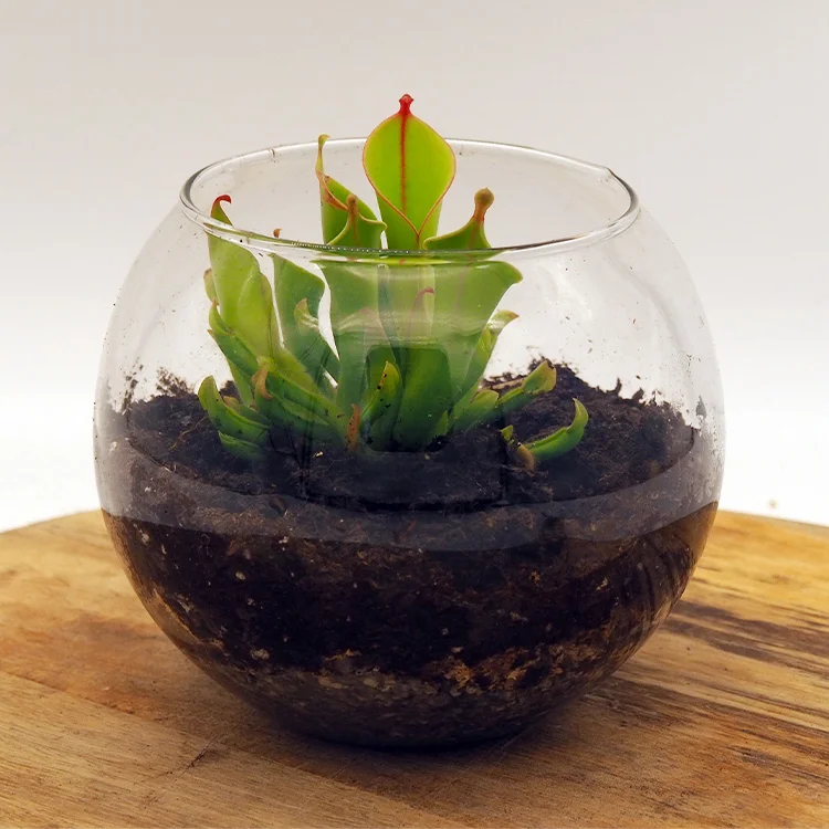 littleshopofhorrors2988316
