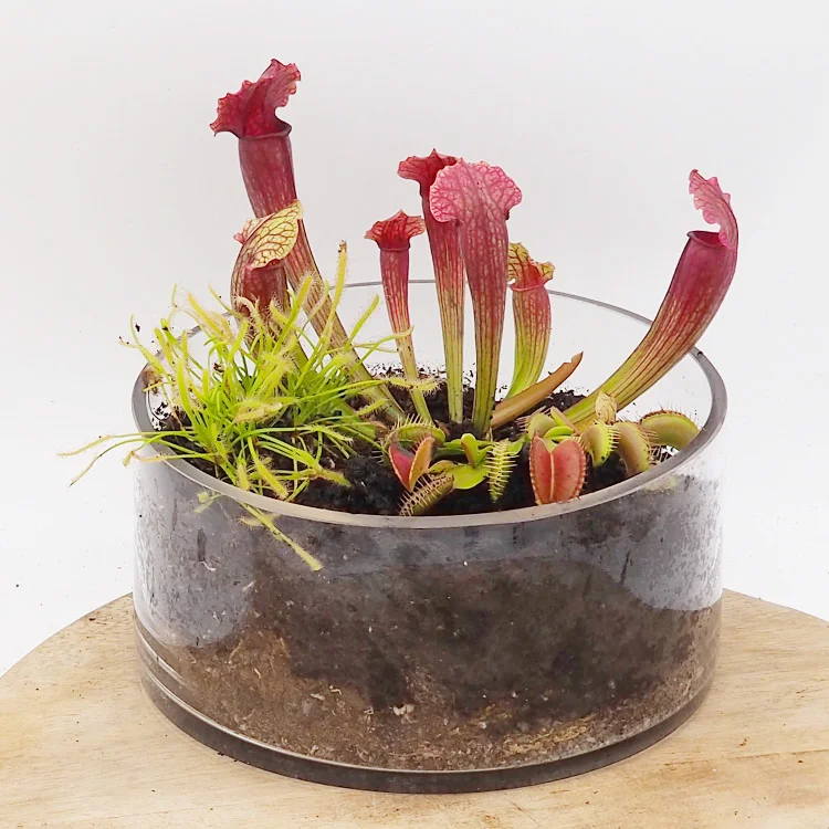 littleshopofhorrors2988436