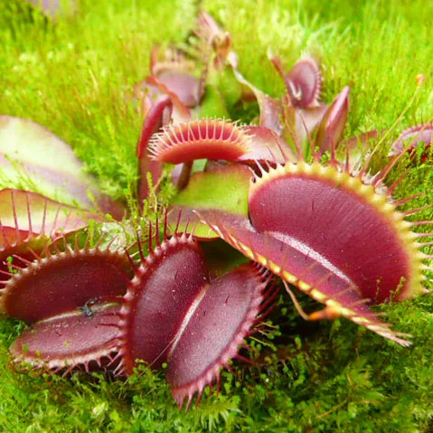 littleshopofhorrors2988785