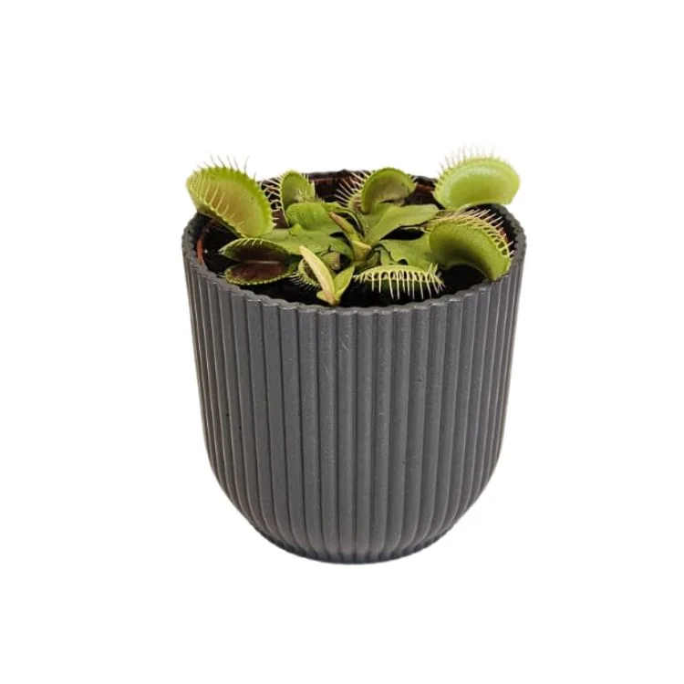 littleshopofhorrors2988826