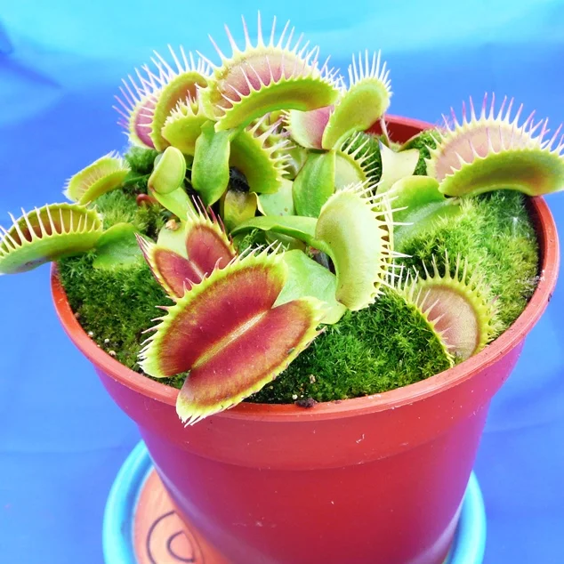 littleshopofhorrors2988955