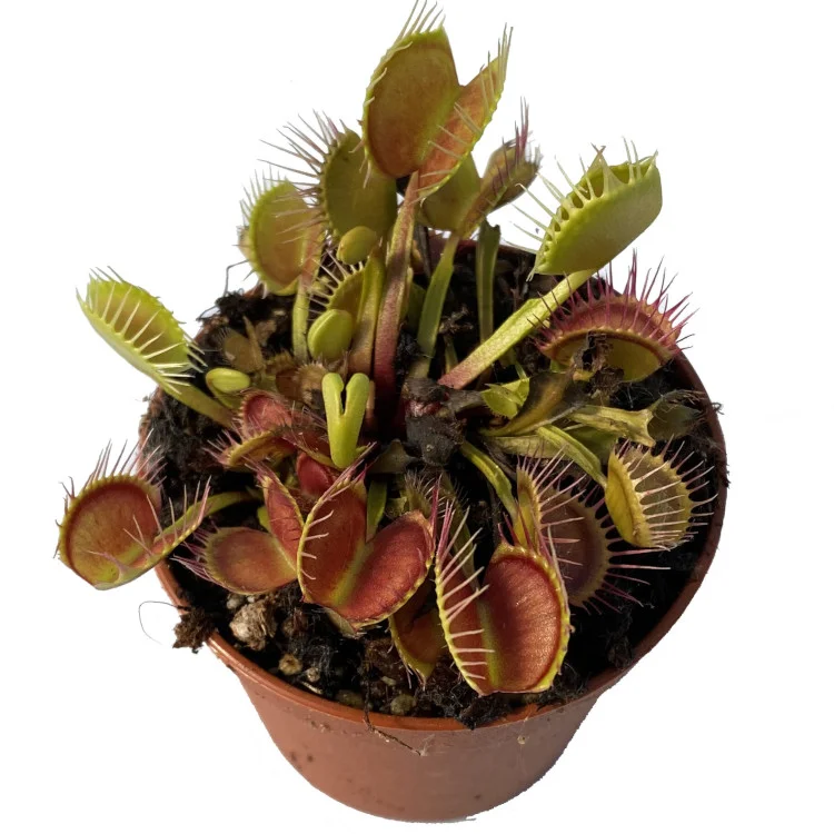 littleshopofhorrors2989037