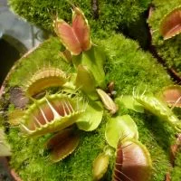 littleshopofhorrors2989176