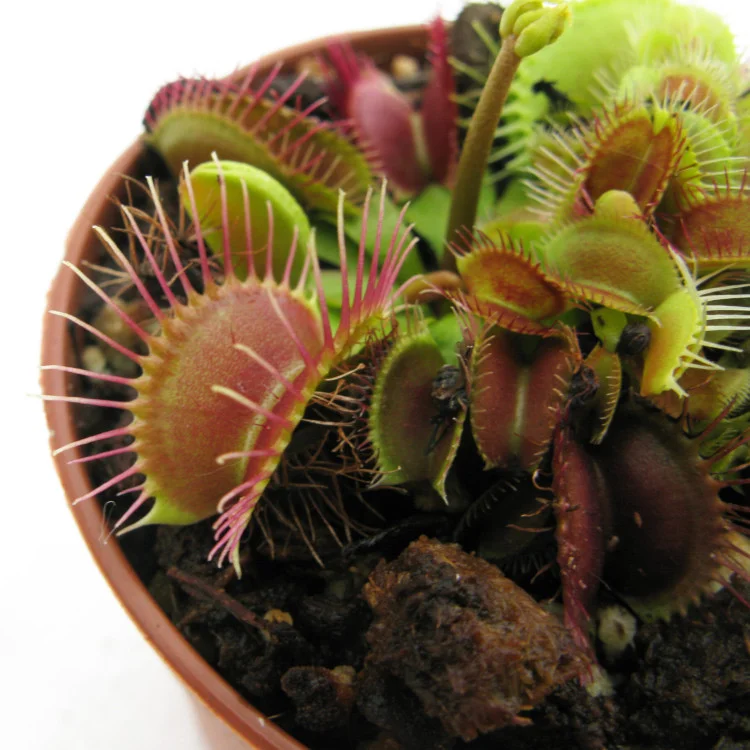 littleshopofhorrors2989368