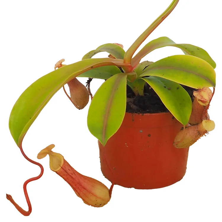 littleshopofhorrors2989667