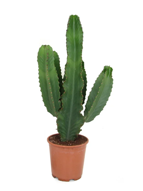 littleshopofhorrors2989834