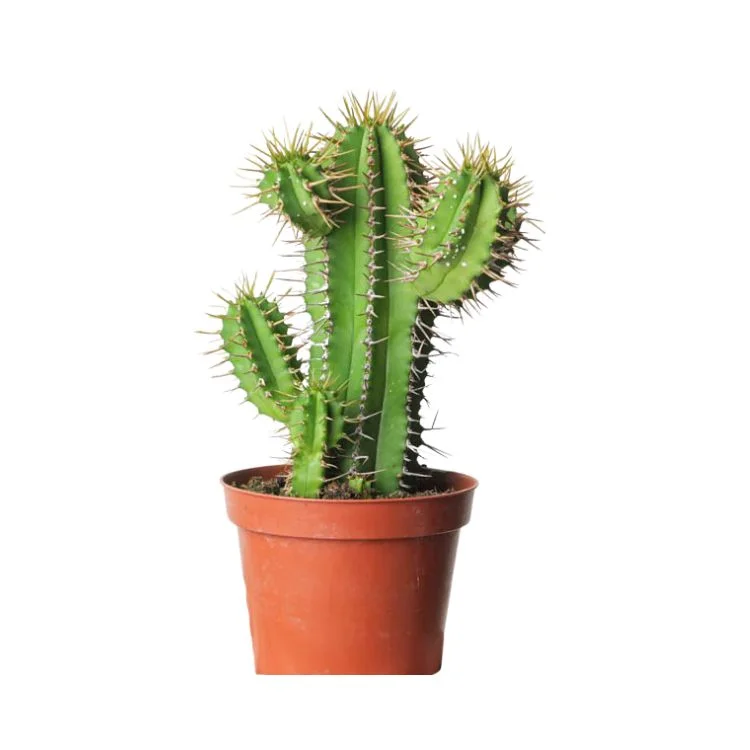 littleshopofhorrors2989870
