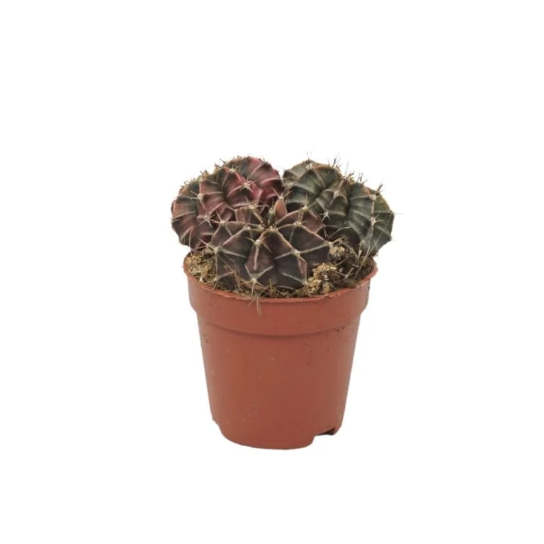 littleshopofhorrors2989954