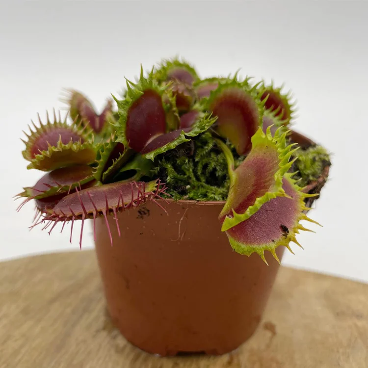 littleshopofhorrors2990039