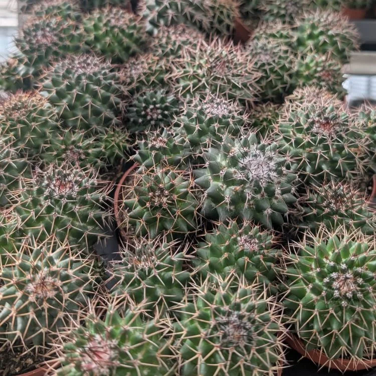 littleshopofhorrors2990349