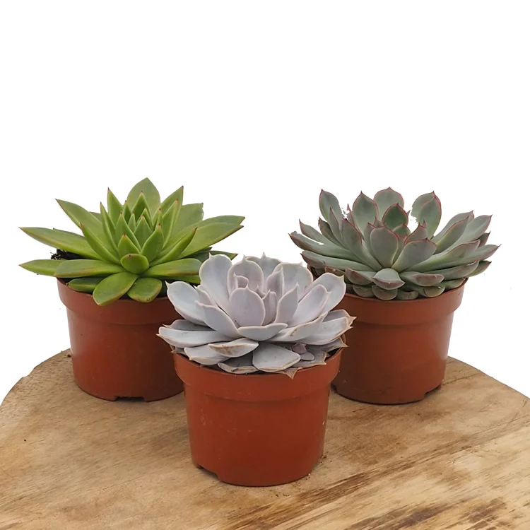 littleshopofhorrors2990584