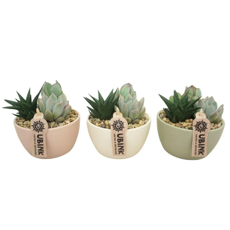 littleshopofhorrors2990628