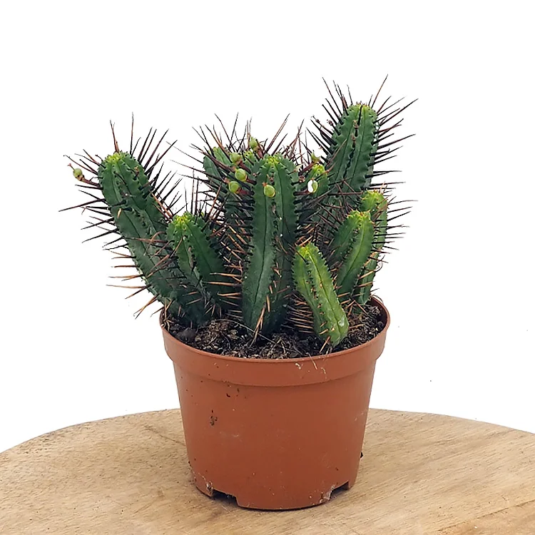 littleshopofhorrors2990672