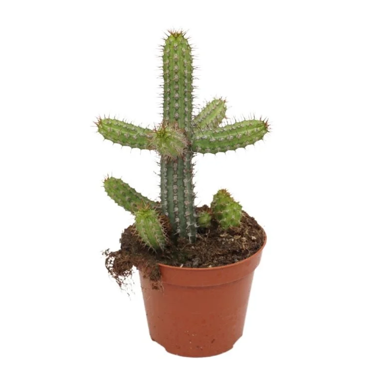 littleshopofhorrors2990833