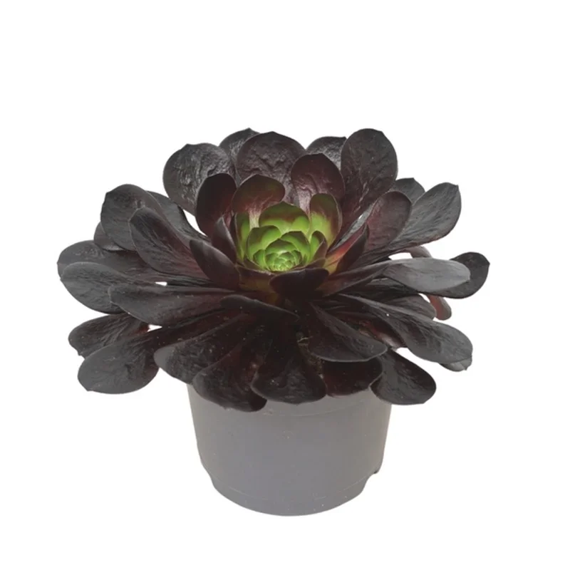 littleshopofhorrors2991898